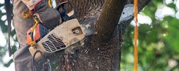 Best Lawn Disease Treatment  in Heceta Beach, OR